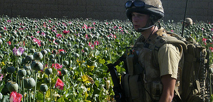 soldier-opium-field-afghanistan