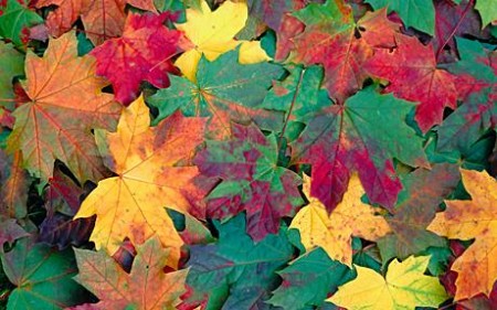 Scientist Discovers Why Leaves Change Colour In Autumn – Infinite Unknown